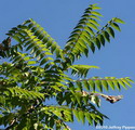 Tree- of- Heaven